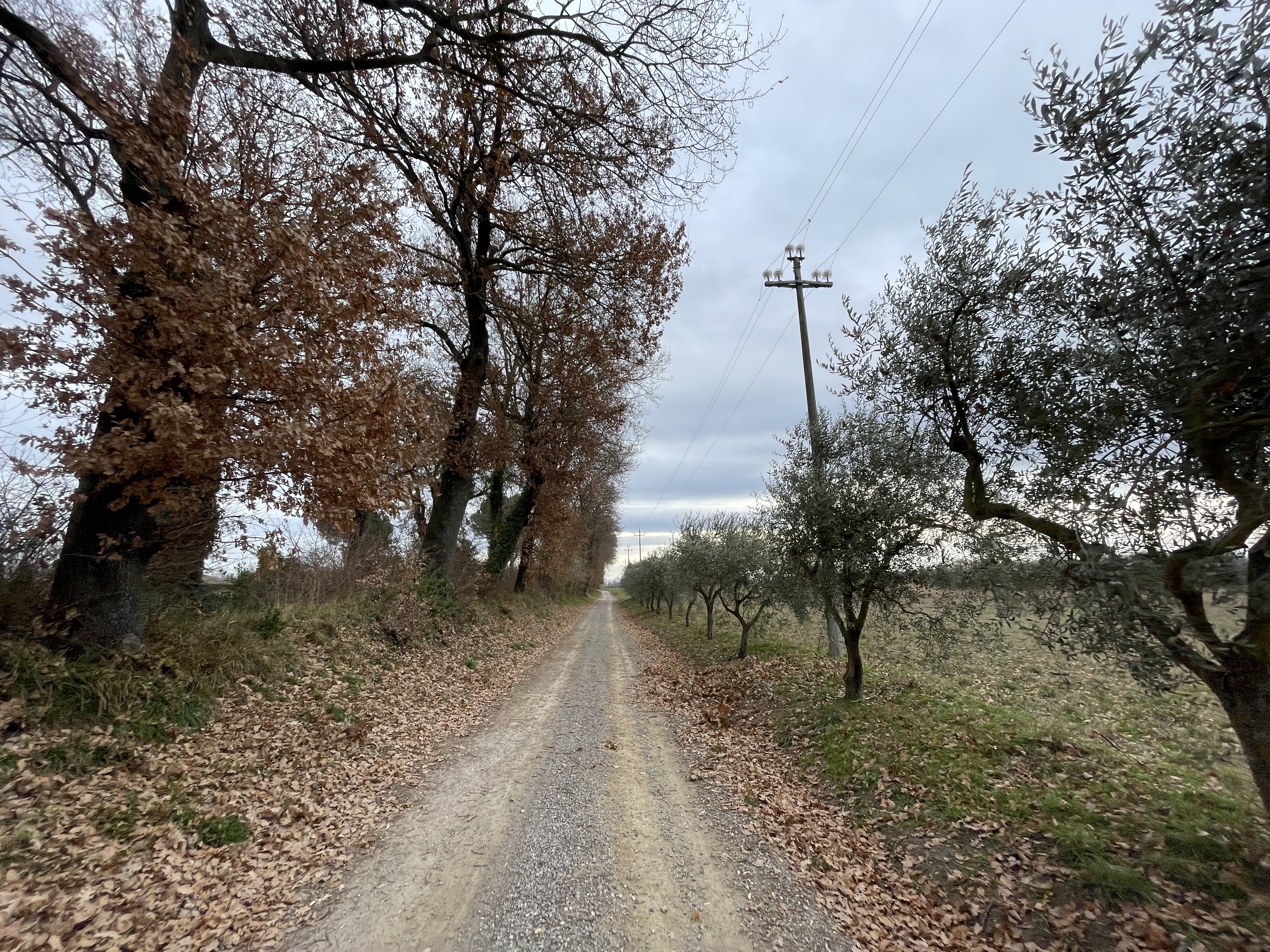 Schotterweg in der Landschaft, Eichen auf der linken Seite und Olivenbäume auf der rechten Seite schaffen einen natürlichen Tunneleffekt. Getrocknete Blätter an den Seiten des Weges.